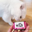 고양이 습식사료 에프디와일드 캣 주식캔 내돈내산 후기!