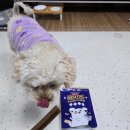 ㈜하니케어 | 기호성 좋고 알러지 없는 강아지 치석제거껌 오아이오덴탈케어츄