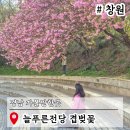 늘푸른전당 수영장 | 창원 여행 코스 늘푸른전당 겹벚꽃 실시간 꽃구경 경남 가볼만한곳
