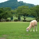 양평양떼목장 이미지