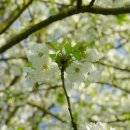 봄날처럼 이미지