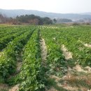 수지농장 이미지