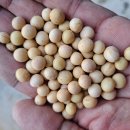 대원농장1 이미지