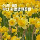화명생태공원(화명운동장 내) | 부산 봄나들이 수선화 화명생태공원 꽃구경