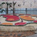 함평국화축제때.. 이미지