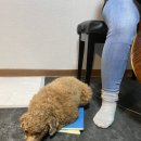 채리피아노학원 이미지