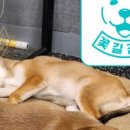 꽃길걷개 이미지