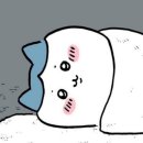 냐옹지마 이미지