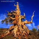 세상에서 가장 오래 산 생명체 - 므두셀라 나무(Methuselah tree) 이미지