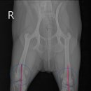 사랑우리애동물병원 이미지