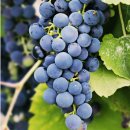 옥계농장 이미지