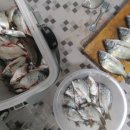 당목리 | 완도 약산 가사리 당목리 감성돔 조황정보....바다풍경펜션민박