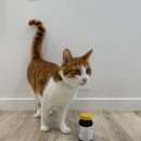 더케어벳 이미지