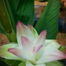 백조농장 이미지