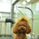 삐삐애견 이미지