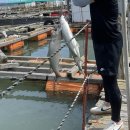 수진좌대 이미지