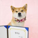 마이펫아카데미 네이버블로그