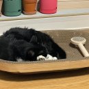 조아캣 | 우리집 고양이 만족도 200% 캣타워 추천 실사용 후기