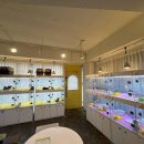 펫퍼스트 24시 강아지분양 고양이분양 파주운정점 이미지