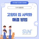 곡선로 | 고양이 사막화 해결 방법 100% 알아보기
