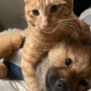 동행 애견 돌봄센터 하남점 이미지