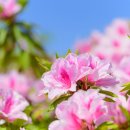 철쭉피는황매골마을 이미지