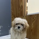 도도 그루밍 이미지