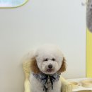 포라미용실 네이버블로그