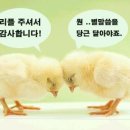 돈까수야 이미지