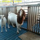 분홍염소 이미지