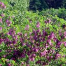 아카시아민박 이미지