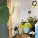 레이지캣(lazycat) 이미지