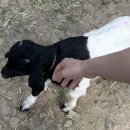 초원본가 이미지