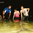 돌고래리조트 이미지