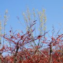 정촌가요특구 이미지