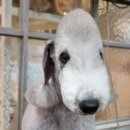 달이네 애견미용실 이미지