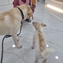 주주펫 살롱 이미지