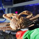 크래버 대게나라 이미지