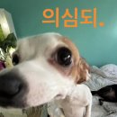 개스트룸 | 7월 호치민여행 버스타고 무이네로 ~⛱️