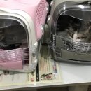레오나오 이미지