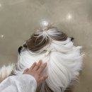 귀여워 강아지 이미지