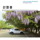 신정호국민관광지 | 아산 신정호 주차장 등나무꽃 위치 및 철쭉 연산홍 꽃길 산책