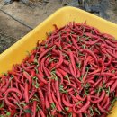 고추골솔바람마을 이미지