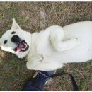 스터디독스쿨 이미지