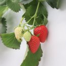 소풍농장 이미지