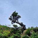 울릉도 독도 2박 3일 패키지여행/울릉도매니아여행사