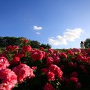 장미당구장 이미지