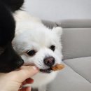 마켓왈(Market Wal) | 대구 수성구 들안길 강아지수제간식 맛집 마켓왈MARKET WAL후기