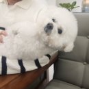 네오펫 | 구리 24시 동물병원 네오펫동물메디컬센터 스케일링 추천