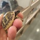 렙타일정글